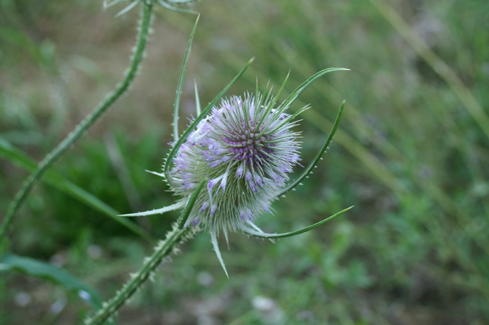 e questo cos''? - Dipsacus sp.
